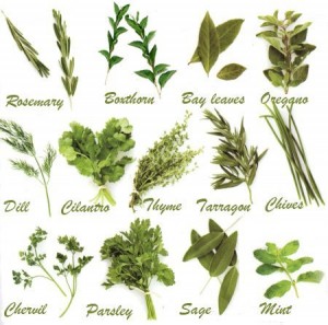 Italian_Herbs